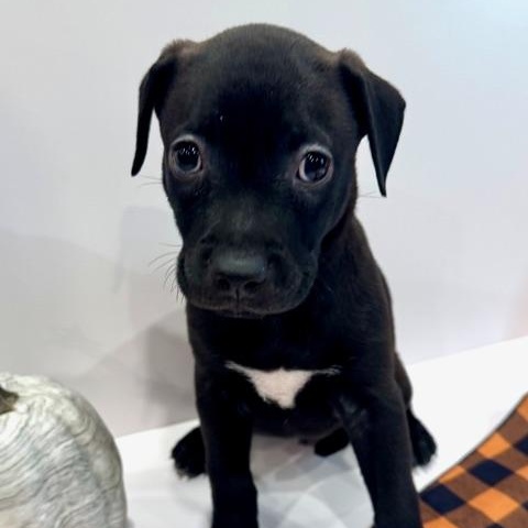 Enlarge Cassio Starstruck, a Adoptable mixed breed in Andover, MA image 1/6
