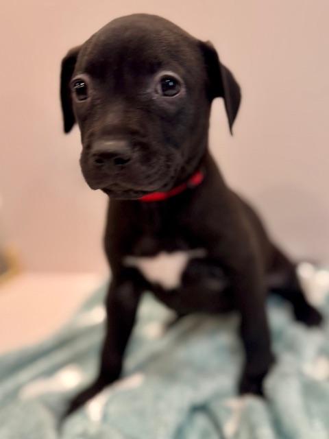 Enlarge Cassio Starstruck, a Adoptable mixed breed in Andover, MA image 4/6