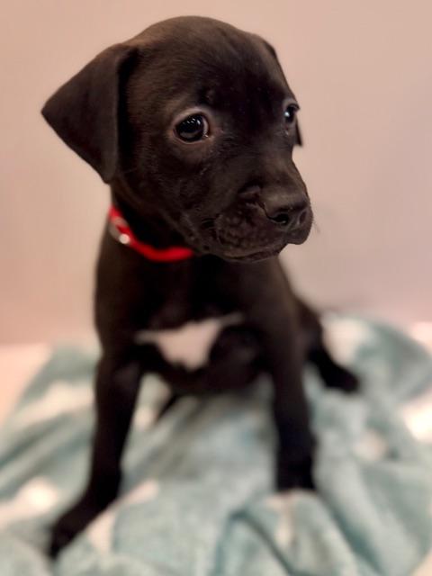 Enlarge Cassio Starstruck, a Adoptable mixed breed in Andover, MA image 6/6