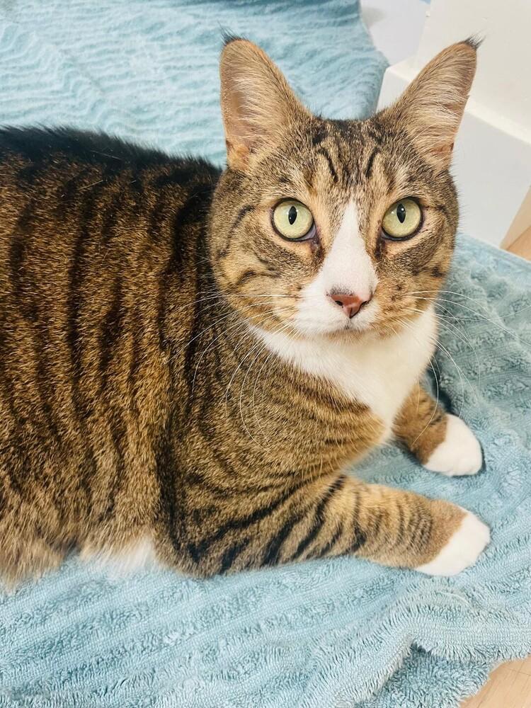 Enlarge Henry, a Adoptable Tabby in Oceanside, CA image 2/4