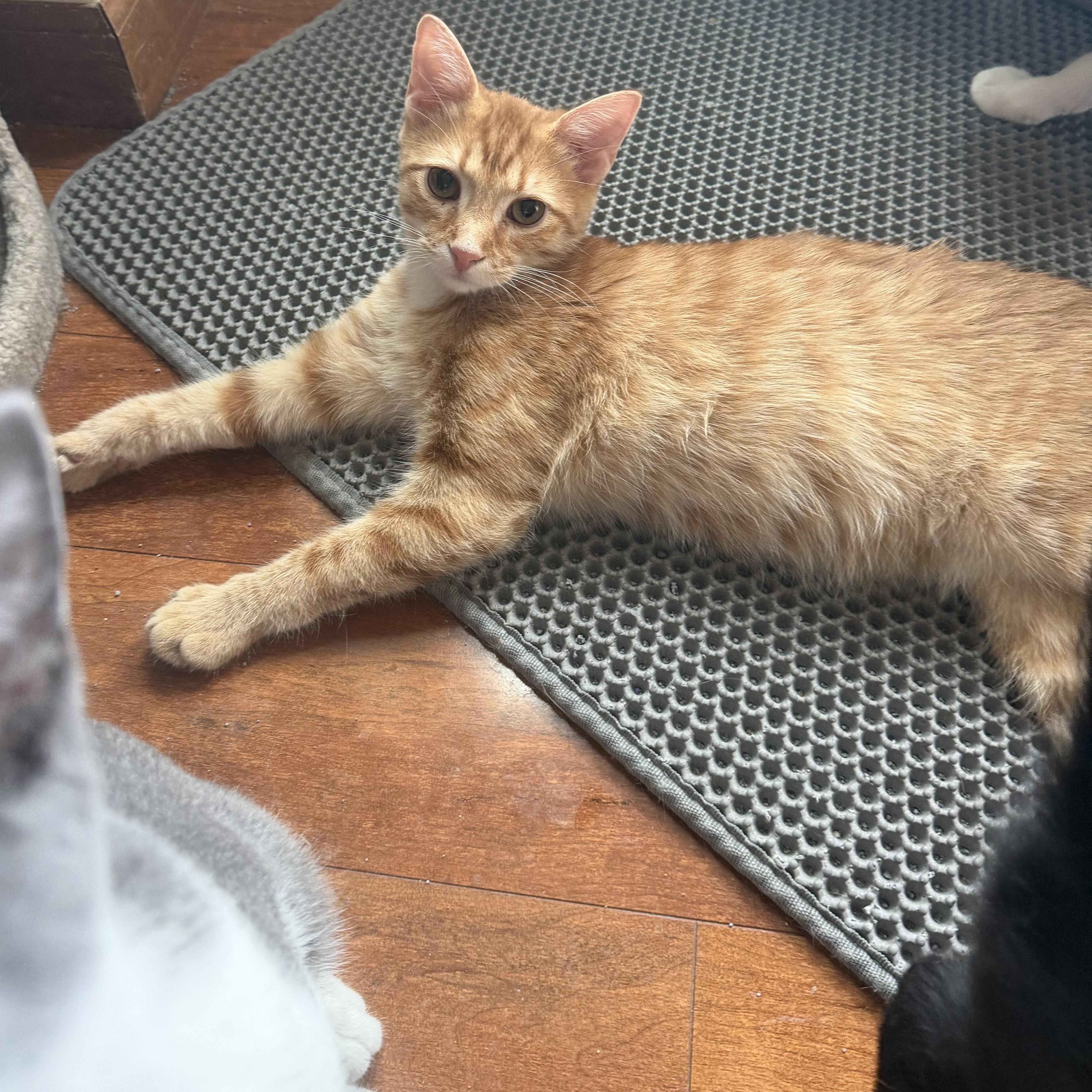 Ramesses, ADOPTABLE, Kitten Male Domestic Short Hair.