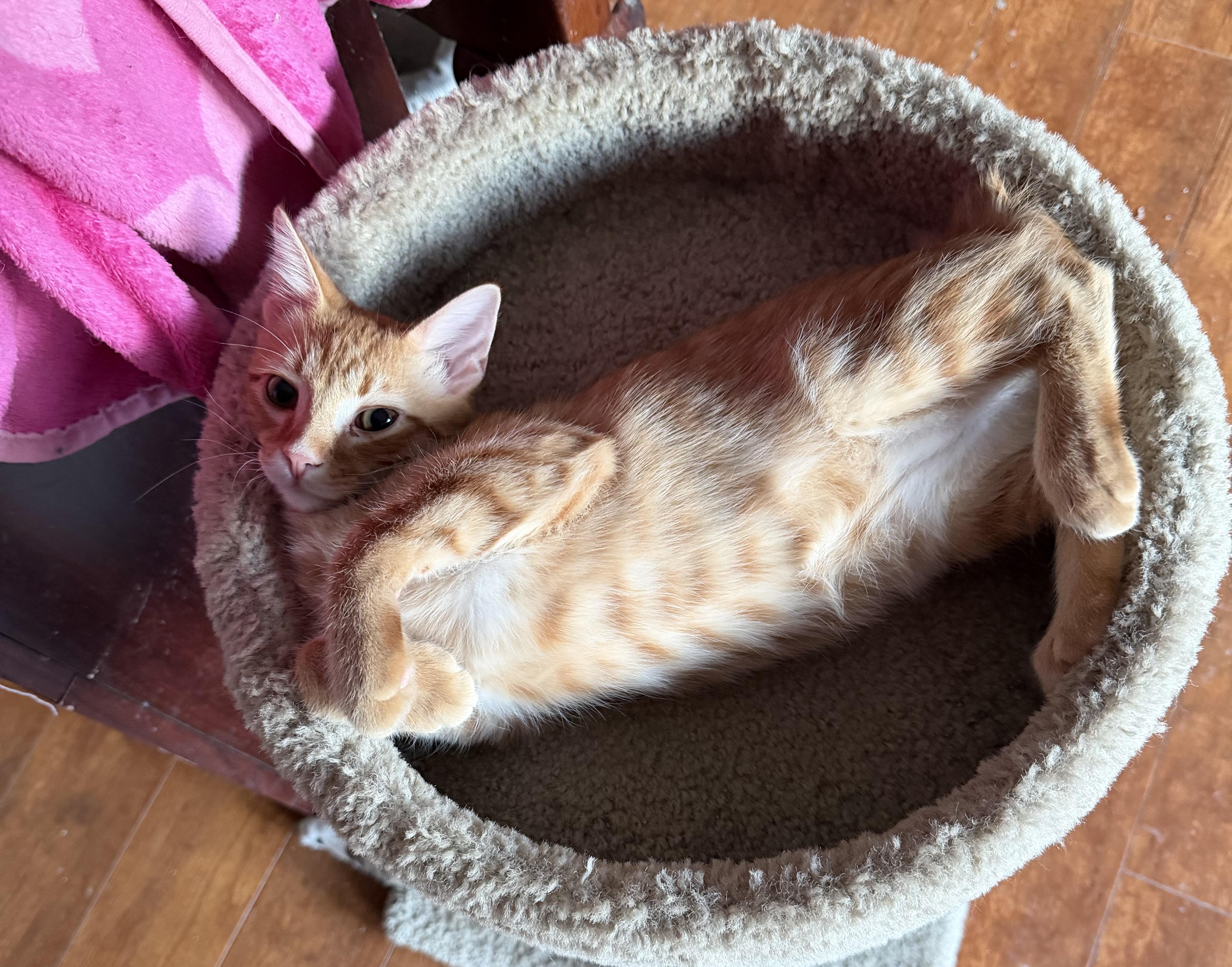 Enlarge Ramesses, a ADOPTABLE Domestic Short Hair in Williamsville, NY image 2/2