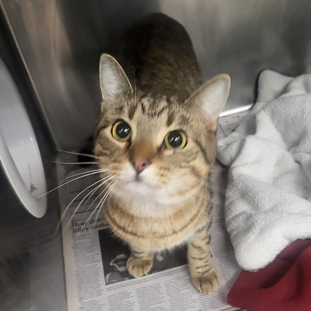 Enlarge Matlock, a Adoptable Domestic Short Hair in Belleville, IL image 1/1