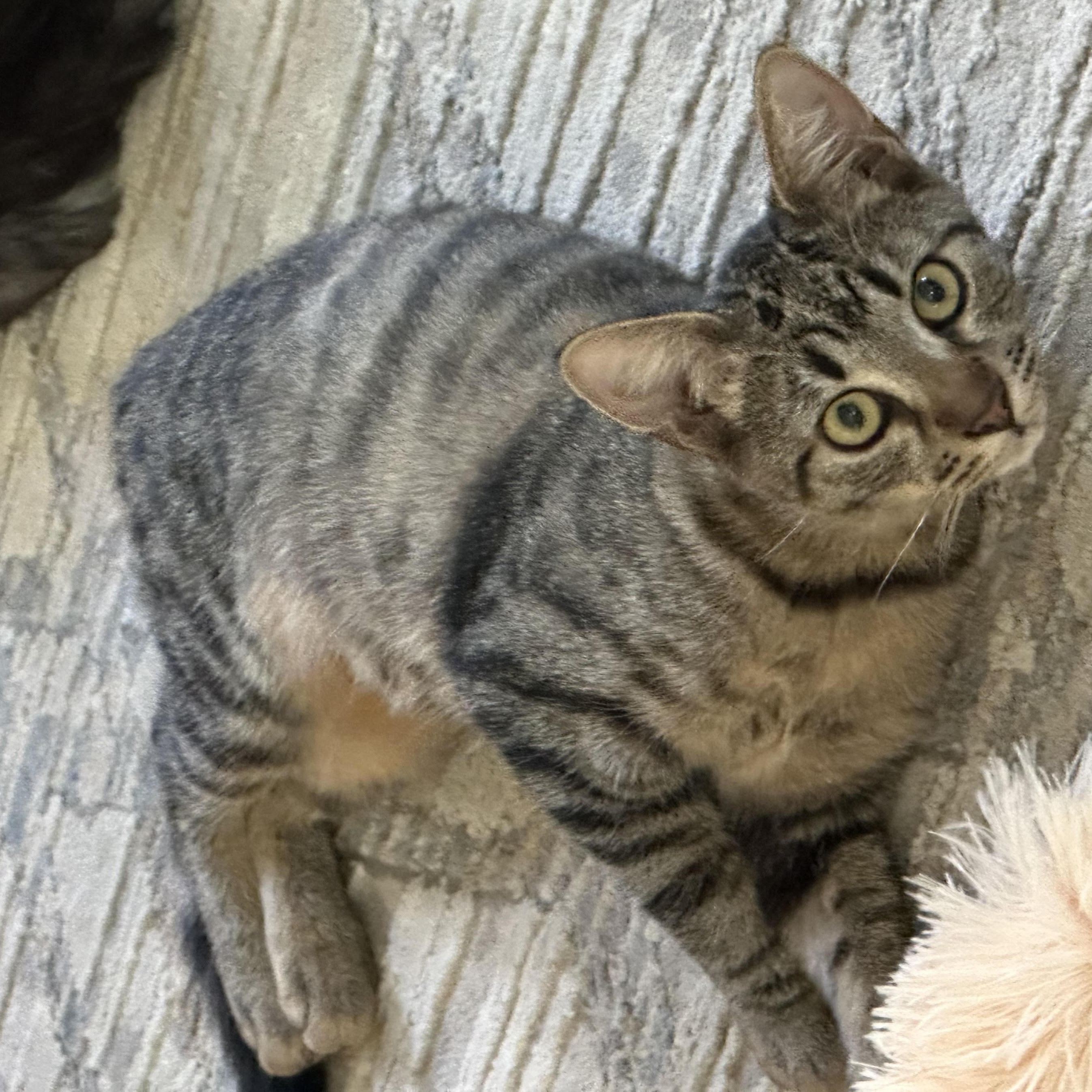 Jelly Bean and Gum Drop, Adoptable, Young Female Domestic Short Hair.