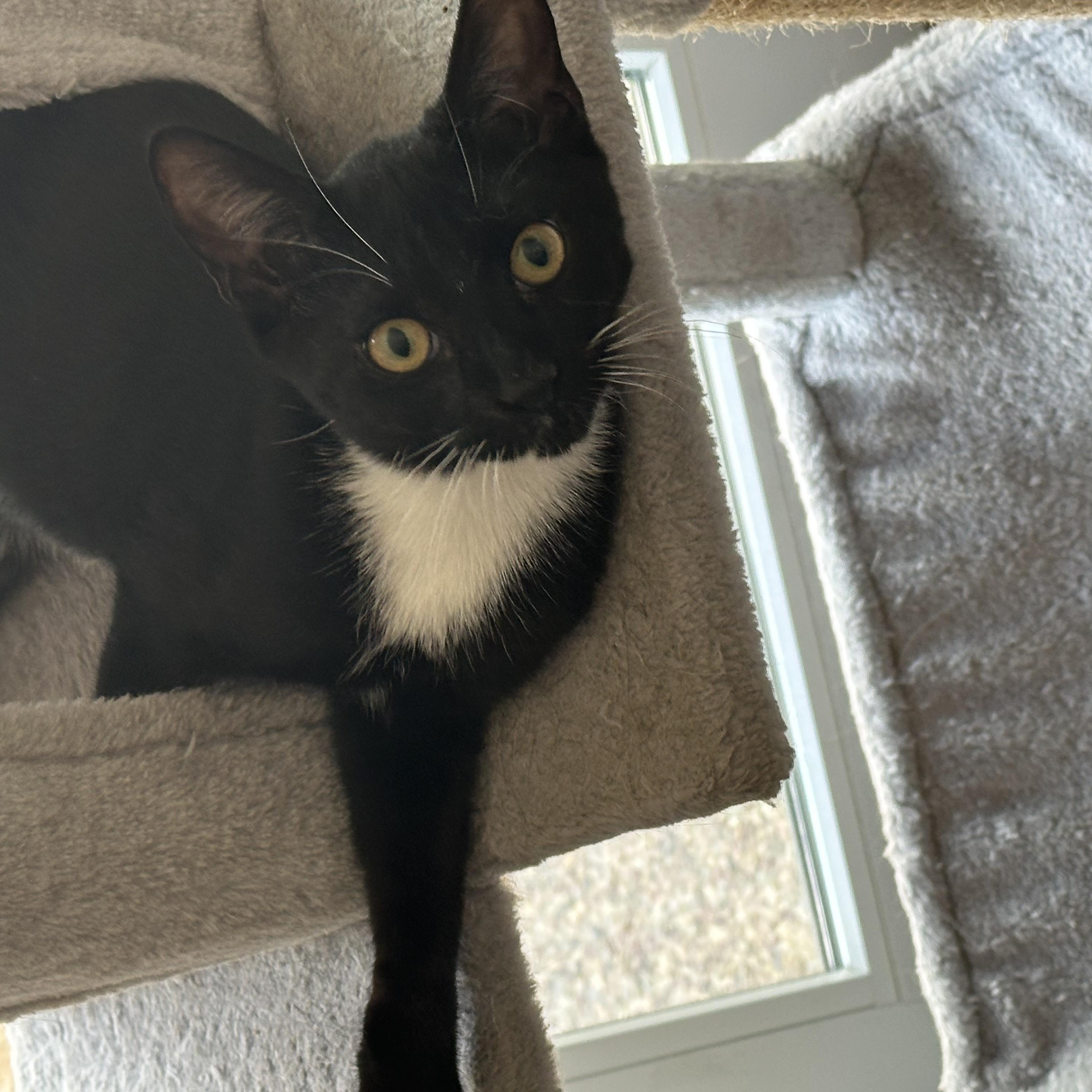 Enlarge Jelly Bean and Gum Drop, a Adoptable mixed breed in Morgan Hill, CA image 2/5