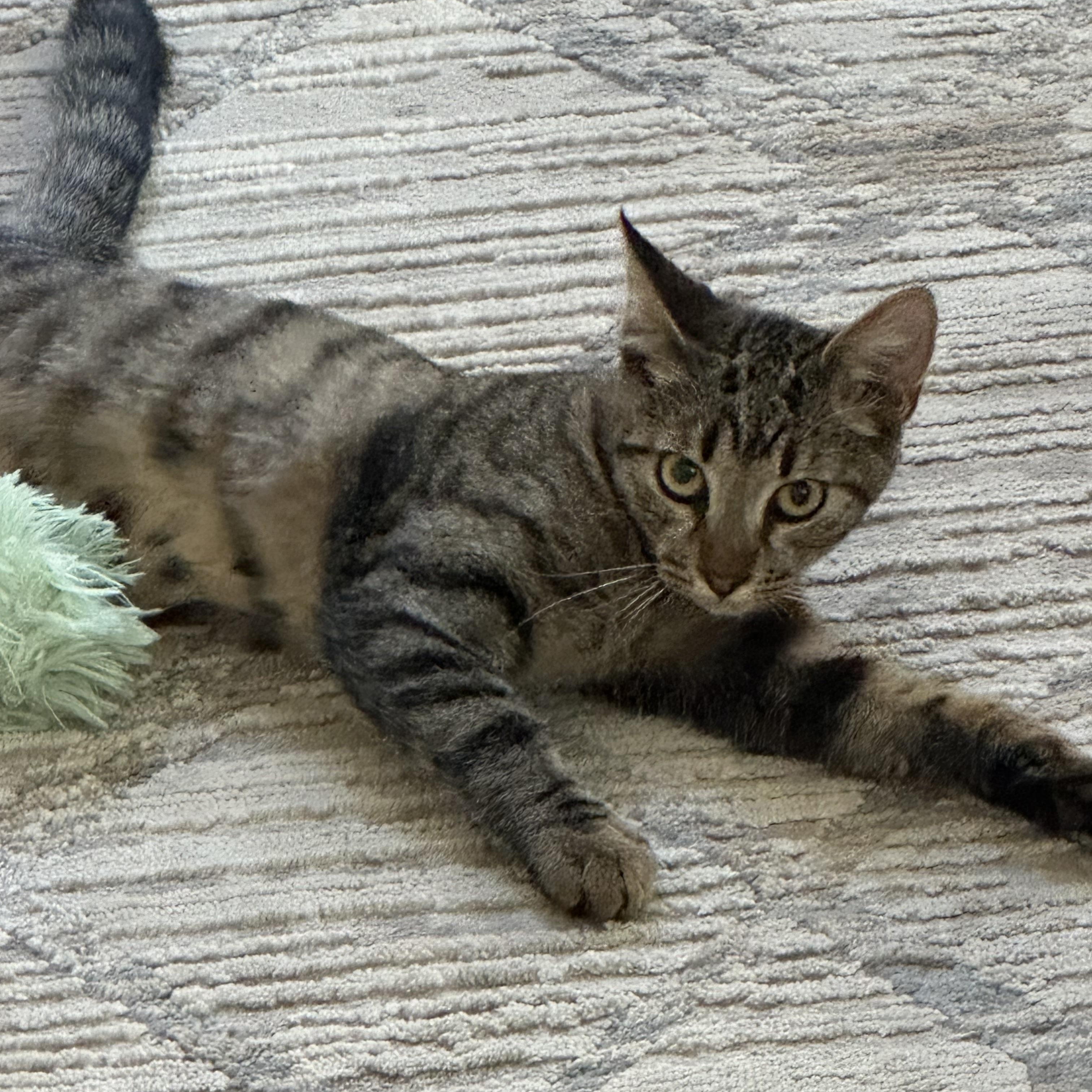 Enlarge Jelly Bean and Gum Drop, a Adoptable mixed breed in Morgan Hill, CA image 3/5