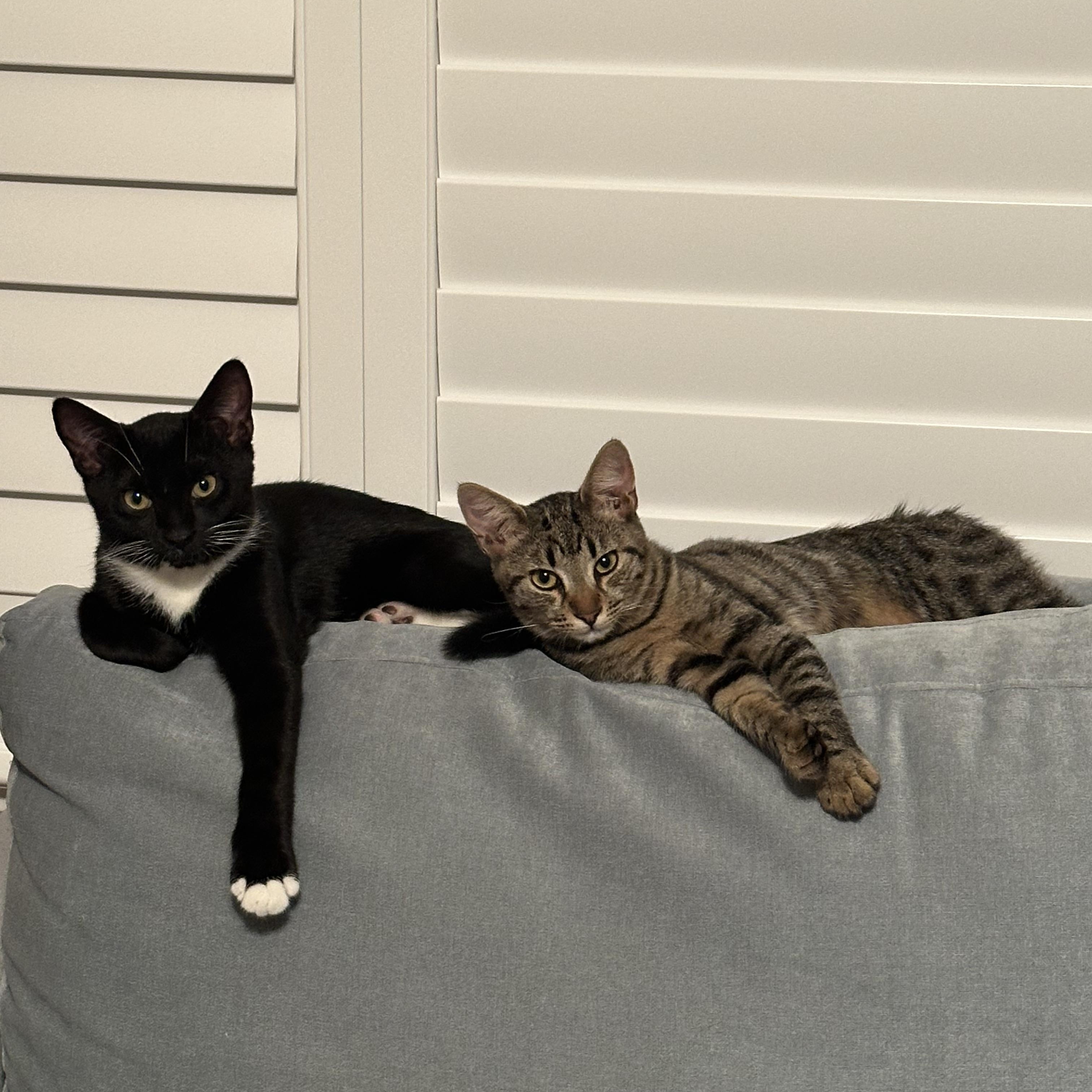 Enlarge Jelly Bean and Gum Drop, a Adoptable mixed breed in Morgan Hill, CA image 4/5