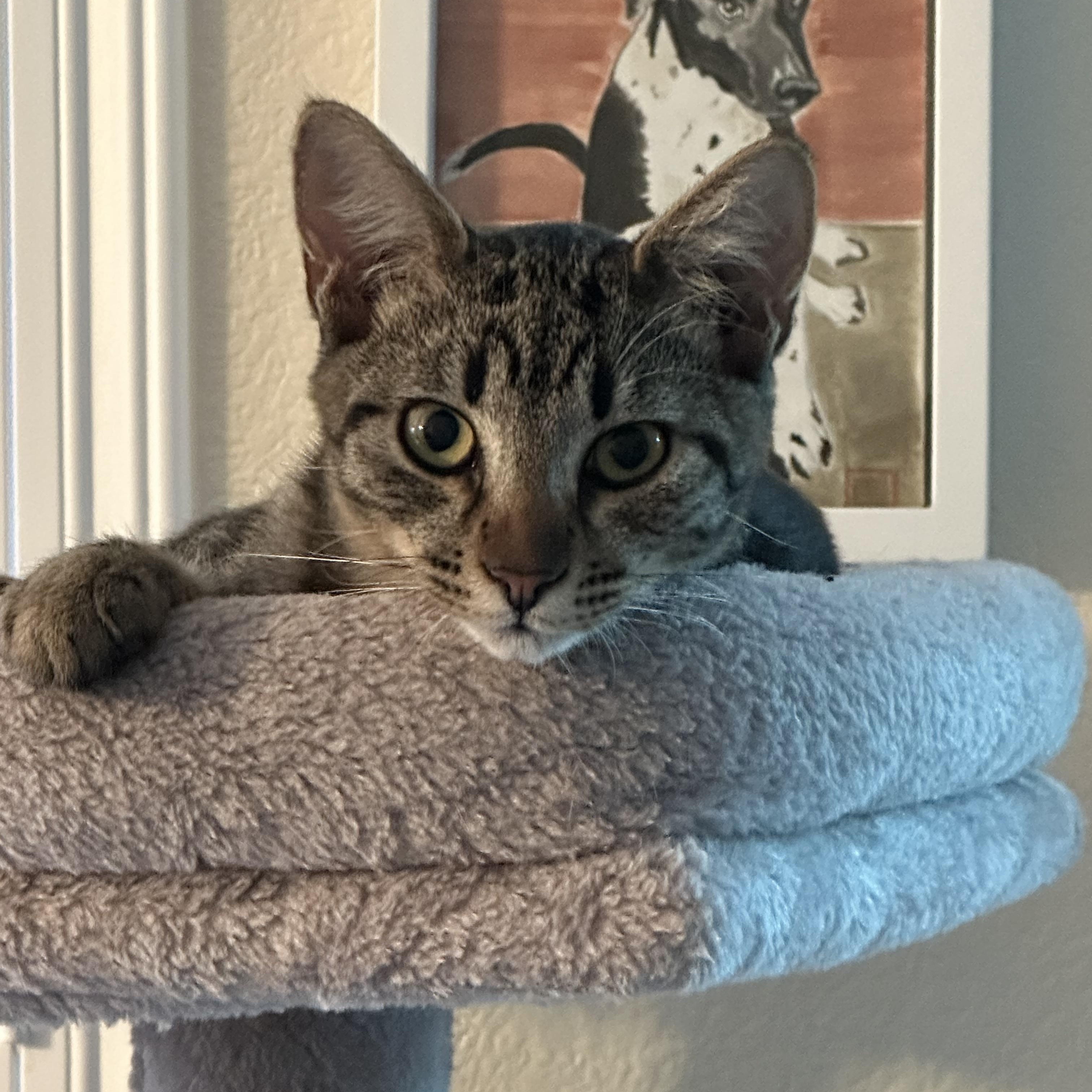 Enlarge Jelly Bean and Gum Drop, a Adoptable mixed breed in Morgan Hill, CA image 5/5