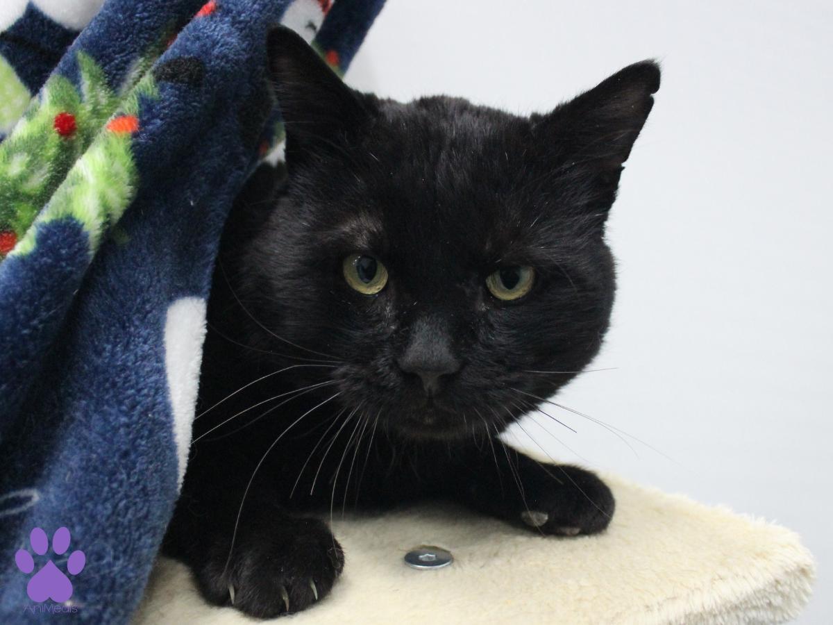 Enlarge Hopper, a ADOPTABLE Domestic Short Hair in Missoula, MT image 2/4