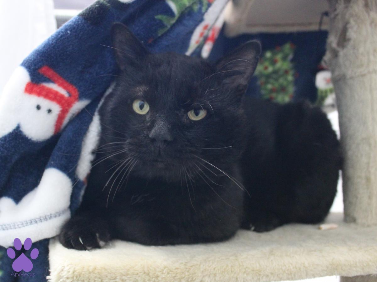 Enlarge Hopper, a ADOPTABLE Domestic Short Hair in Missoula, MT image 4/4