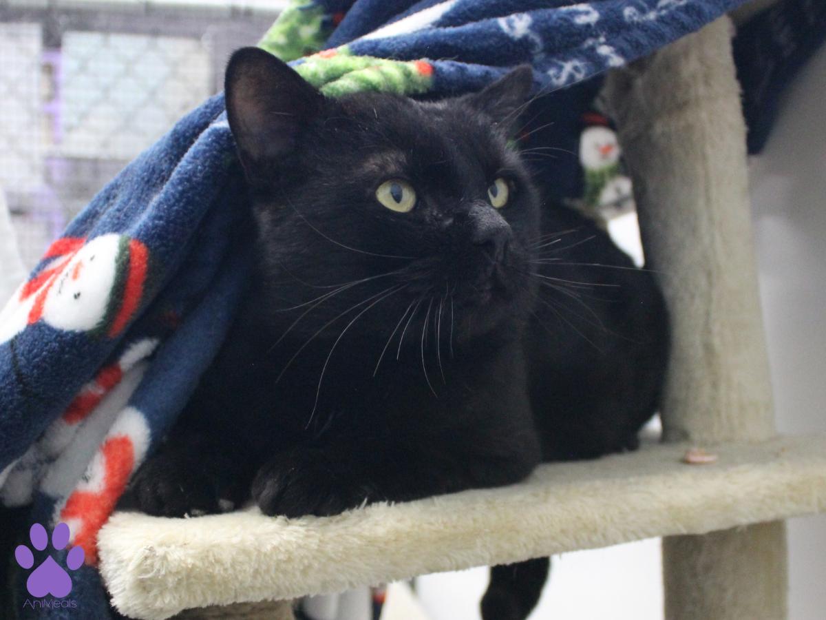 Enlarge Hopper, a ADOPTABLE Domestic Short Hair in Missoula, MT image 3/4