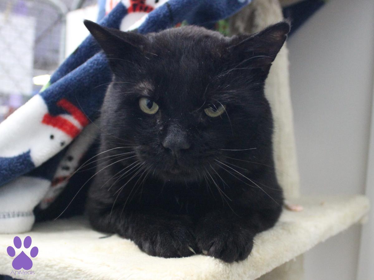 Enlarge Hopper, a ADOPTABLE Domestic Short Hair in Missoula, MT image 1/4