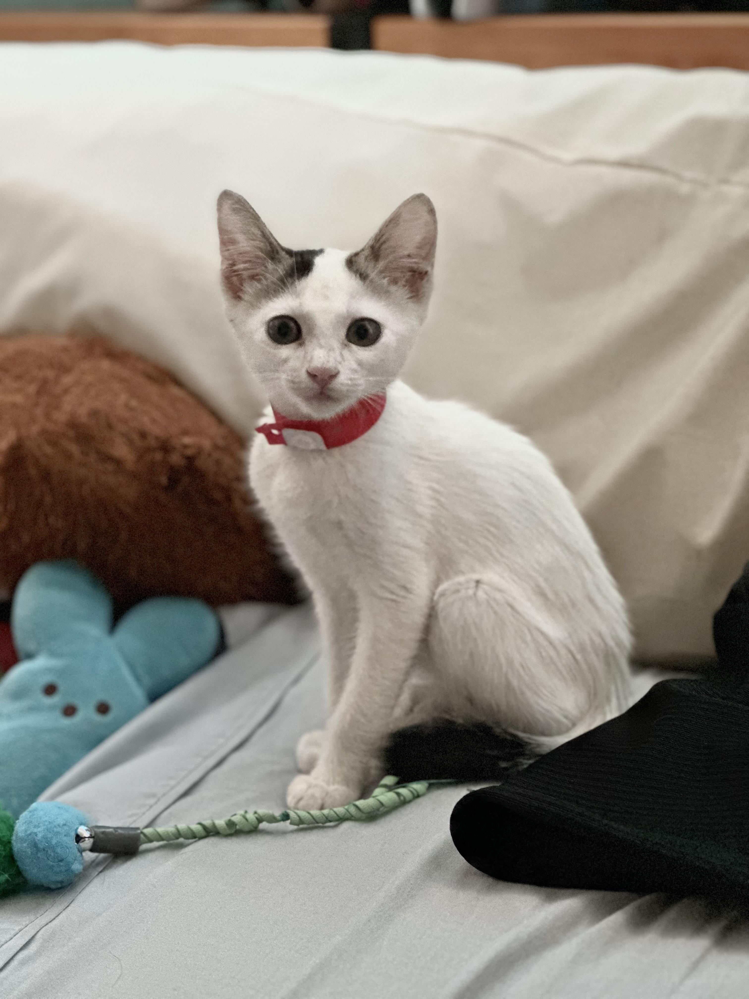 Enlarge Garage Kitty, a Adopted Domestic Short Hair in Aiea, HI image 1/4