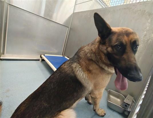 Enlarge RUDY, a Adoptable German Shepherd Dog in Baldwin Park, CA image 1/1