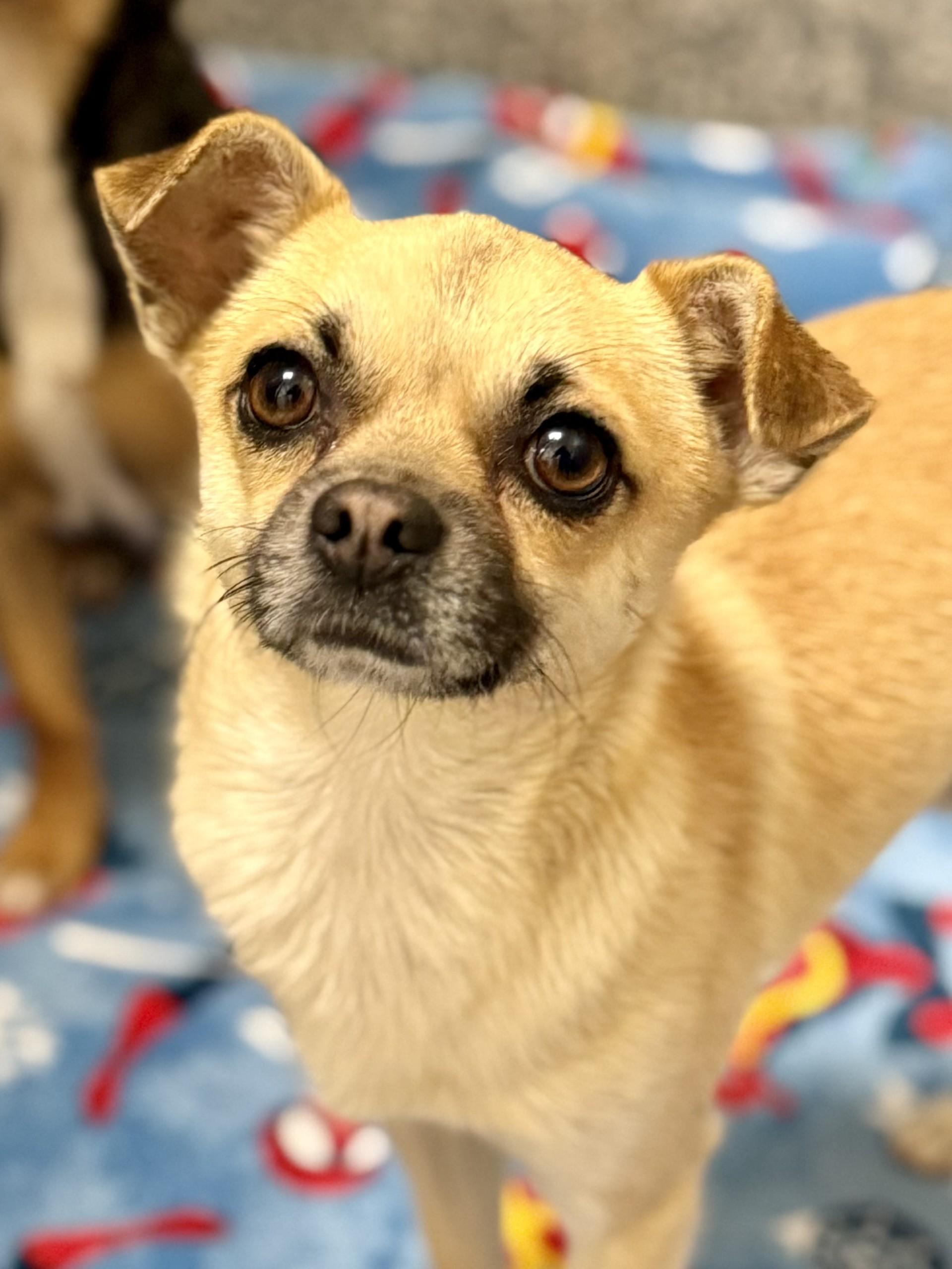 Michael 2, an adopted mixed breed in Los Alamitos, CA image 4/6