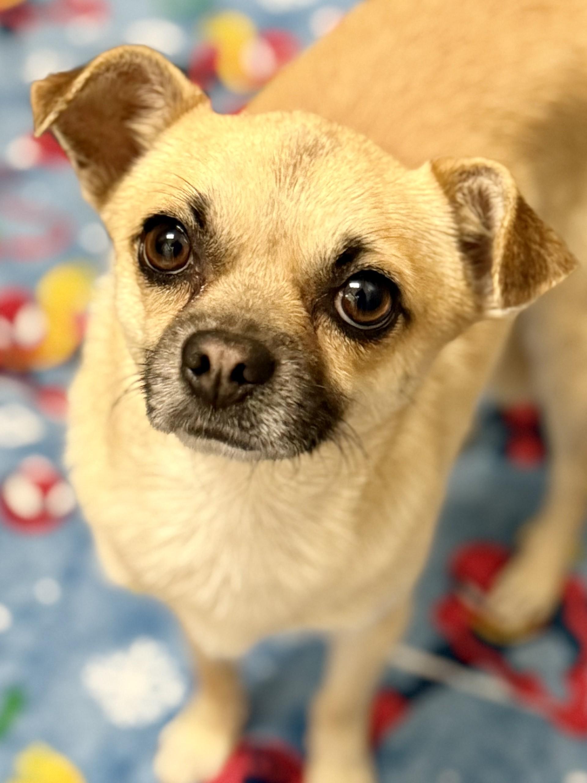 Michael 2, adopted, Young Male Chihuahua.