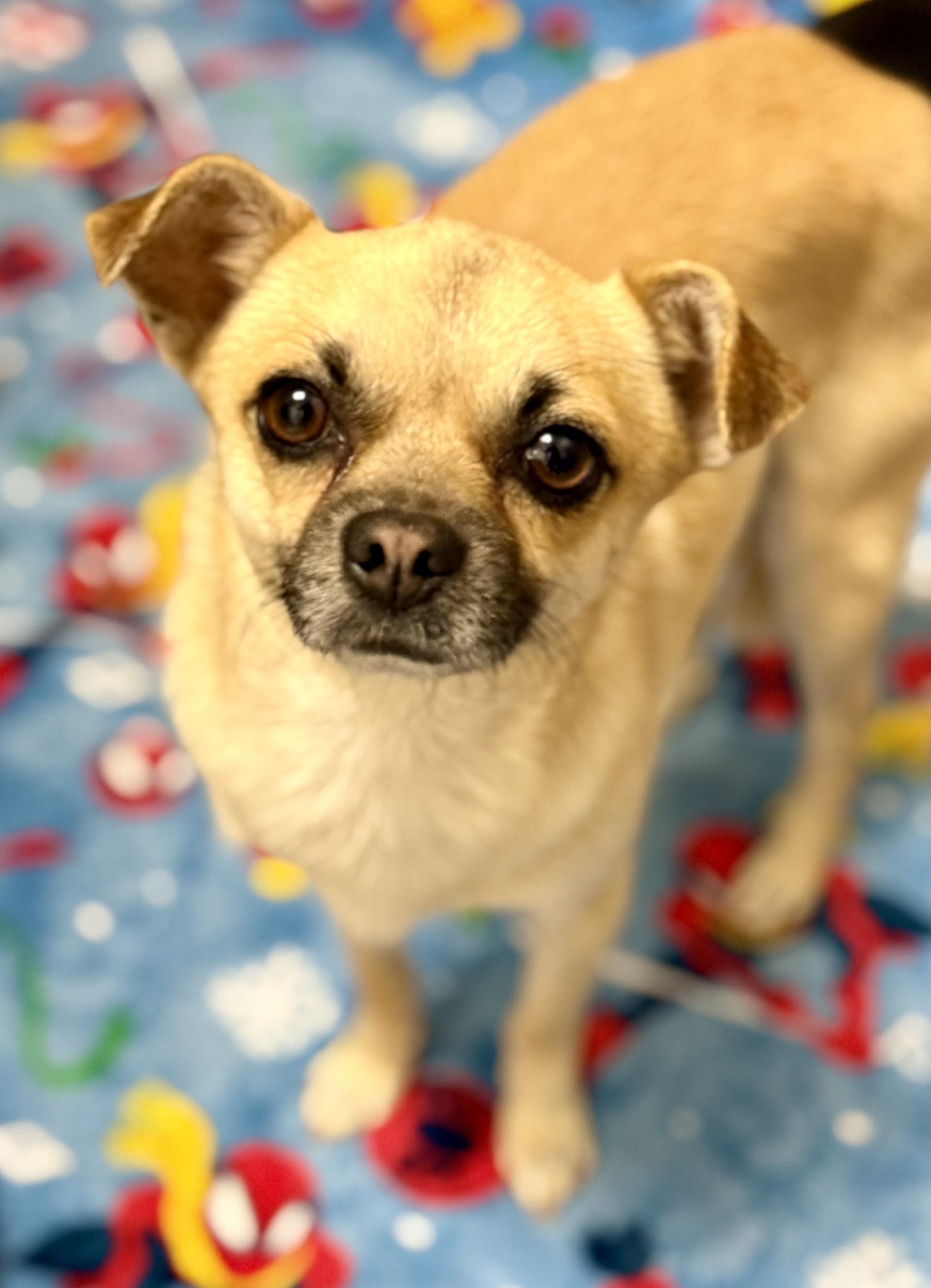Michael 2, an adopted mixed breed in Los Alamitos, CA image 5/6