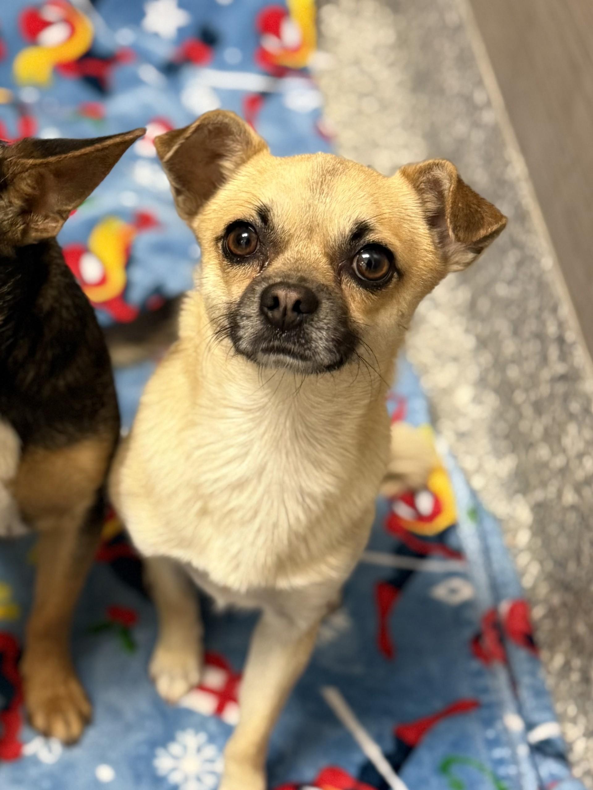 Michael 2, an adopted mixed breed in Los Alamitos, CA image 2/6
