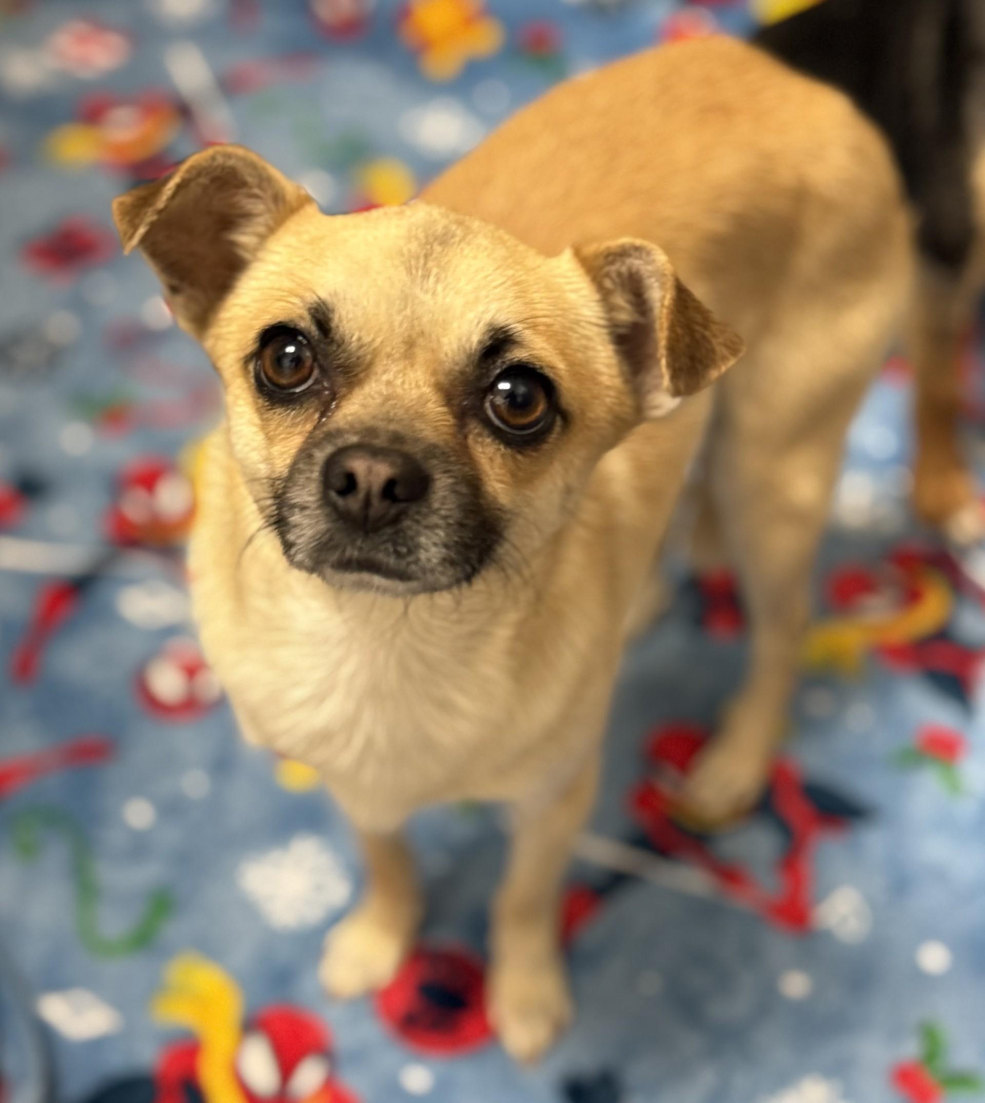 Michael 2, an adopted mixed breed in Los Alamitos, CA image 6/6