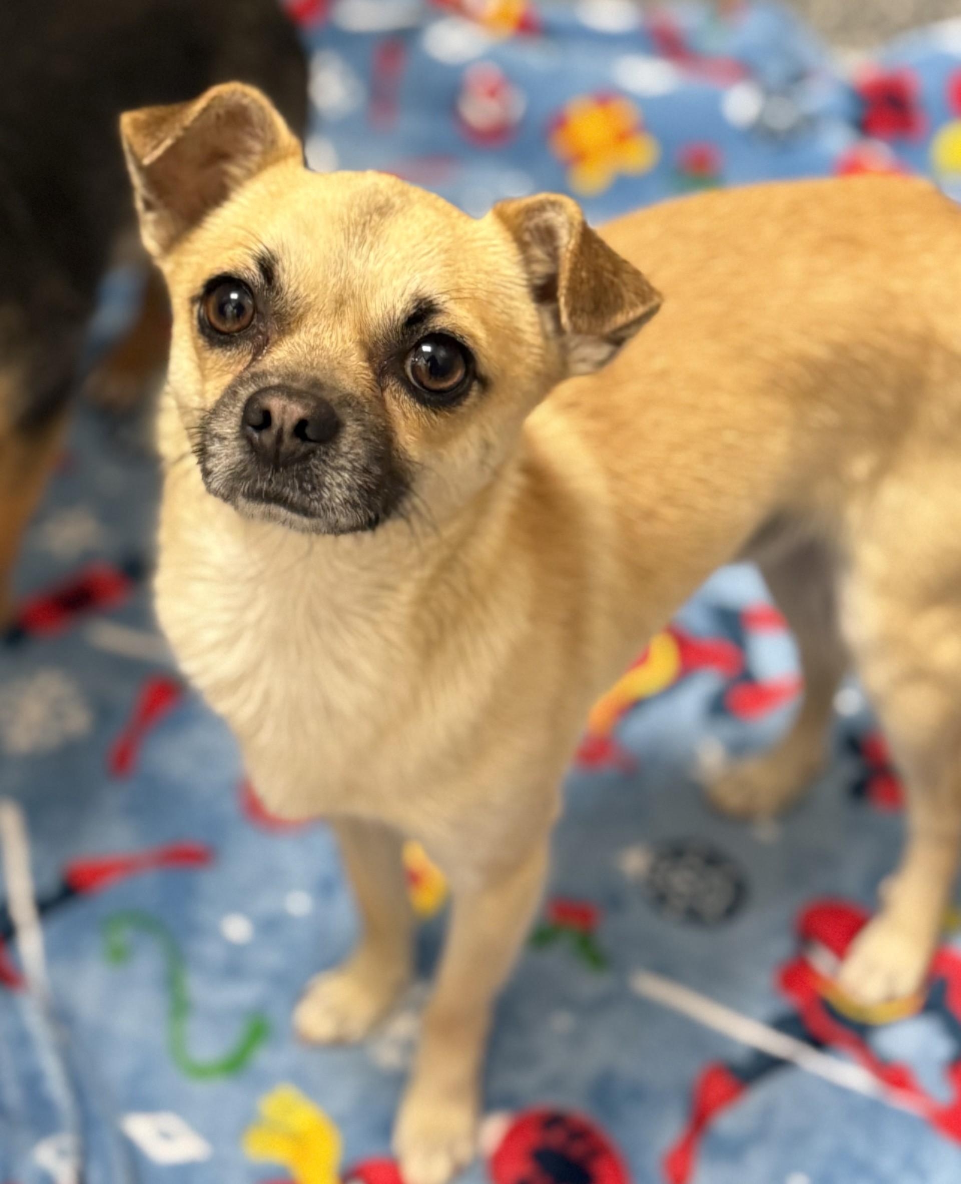 Michael 2, an adopted mixed breed in Los Alamitos, CA image 3/6