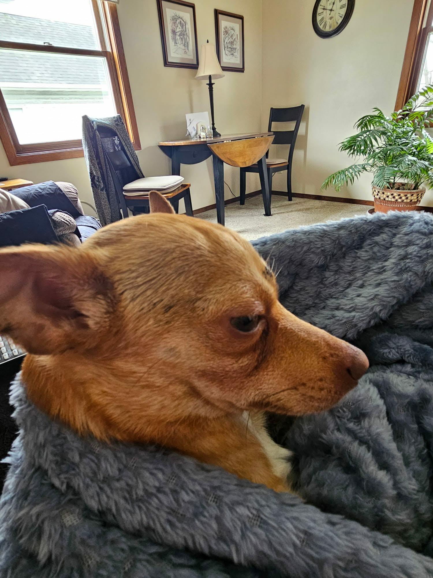 Max, a ADOPTABLE Chihuahua in De Pere, WI image 4/5