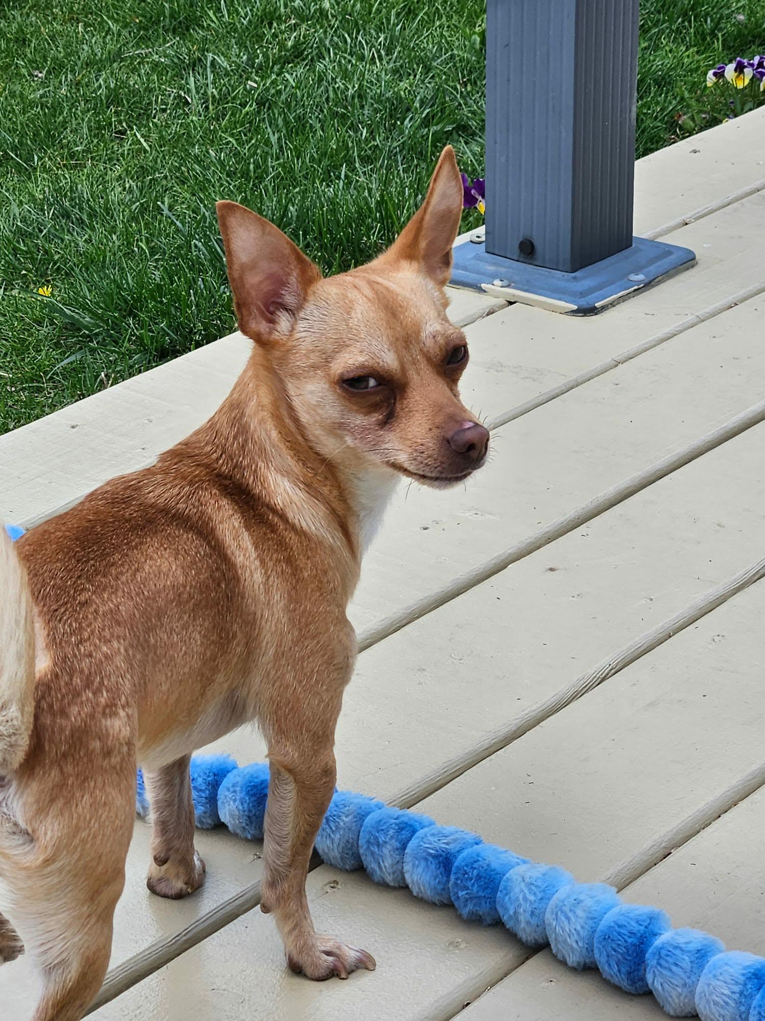 Max, a ADOPTABLE Chihuahua in De Pere, WI image 2/5