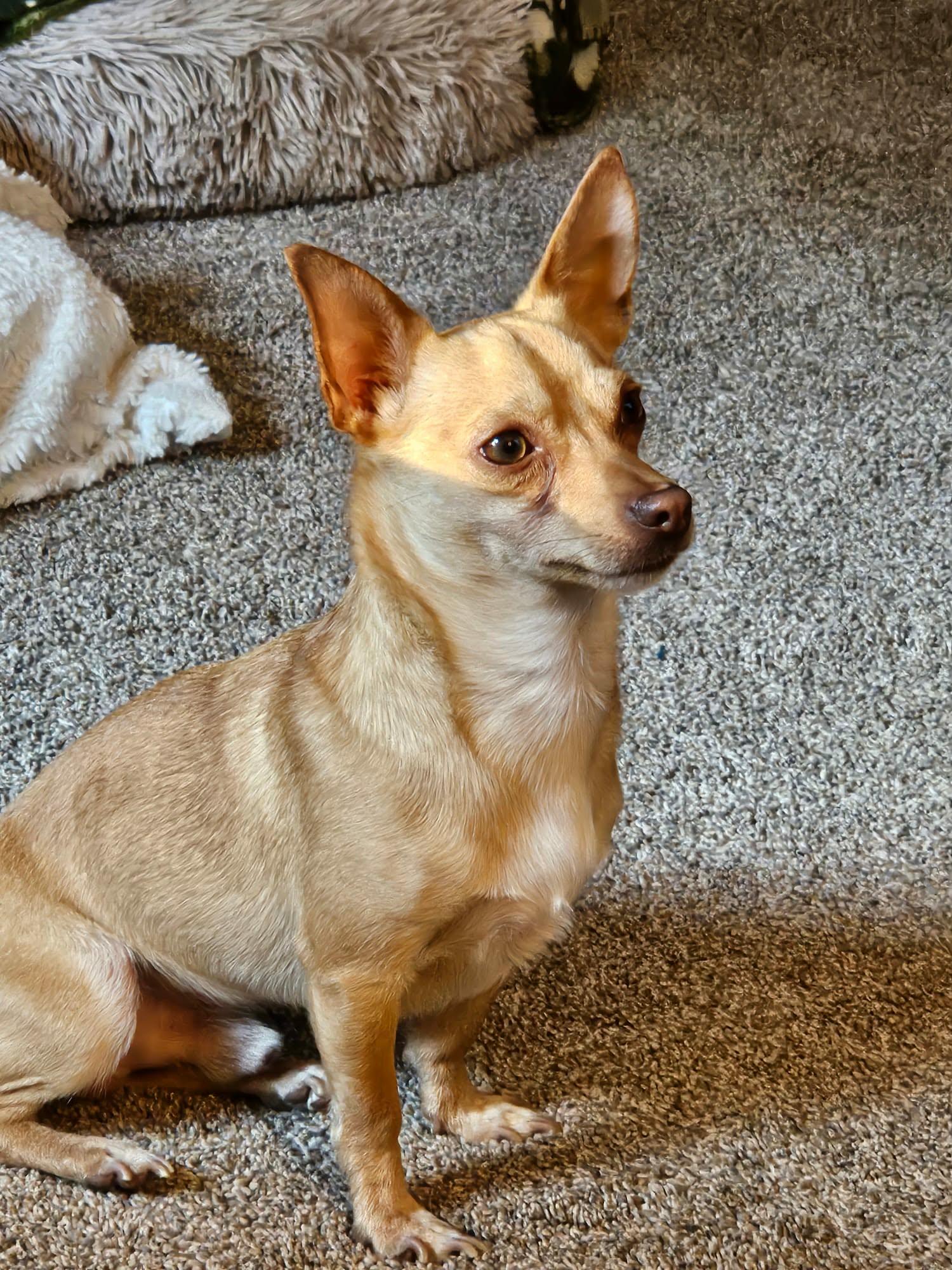 Max, a ADOPTABLE Chihuahua in De Pere, WI image 1/5