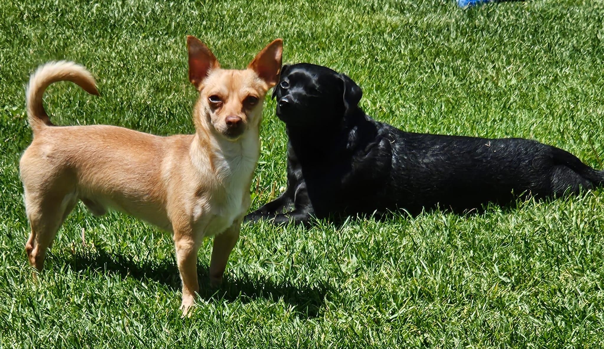 Max, a ADOPTABLE Chihuahua in De Pere, WI image 5/5