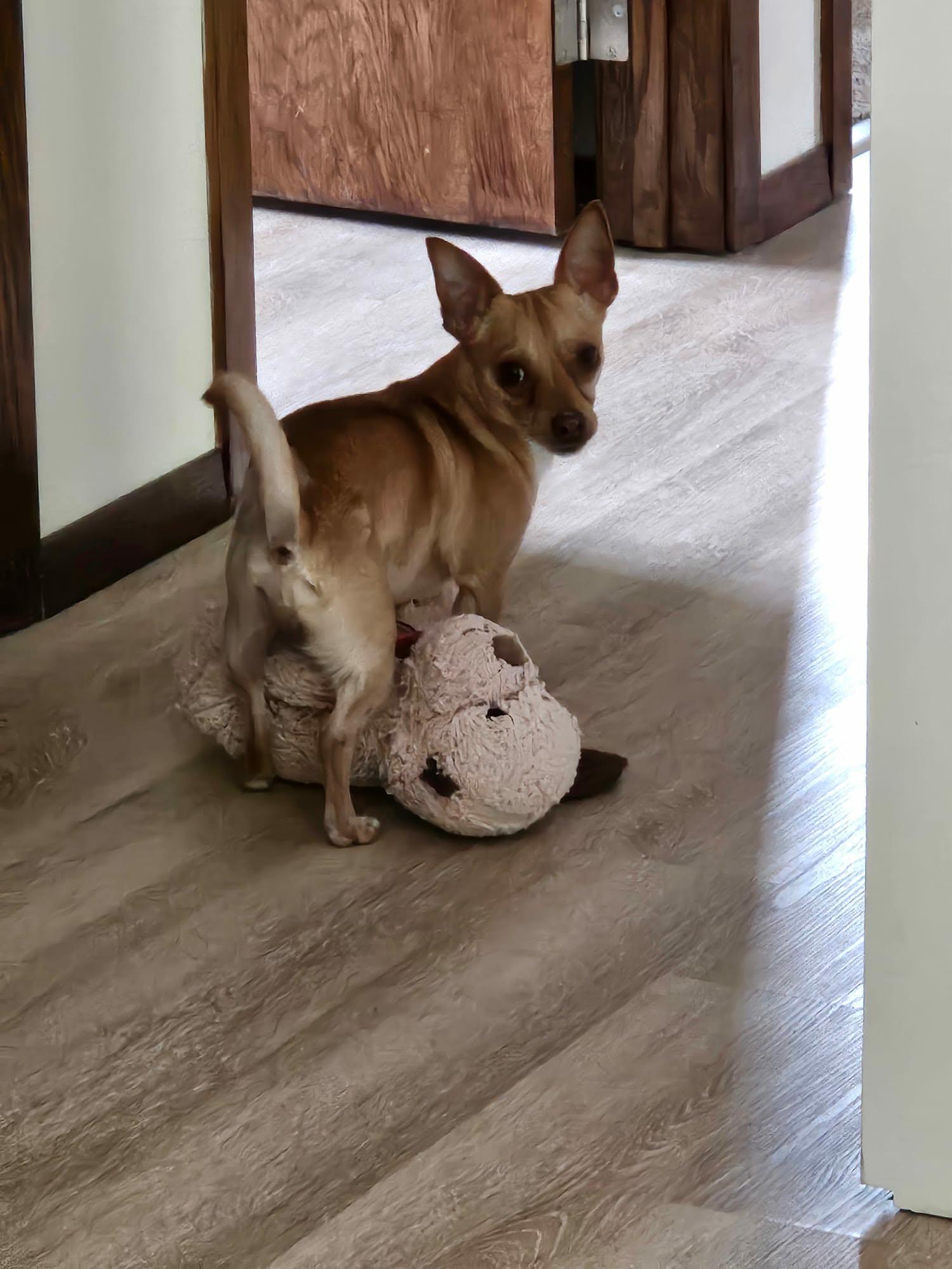 Max, a ADOPTABLE Chihuahua in De Pere, WI image 3/5