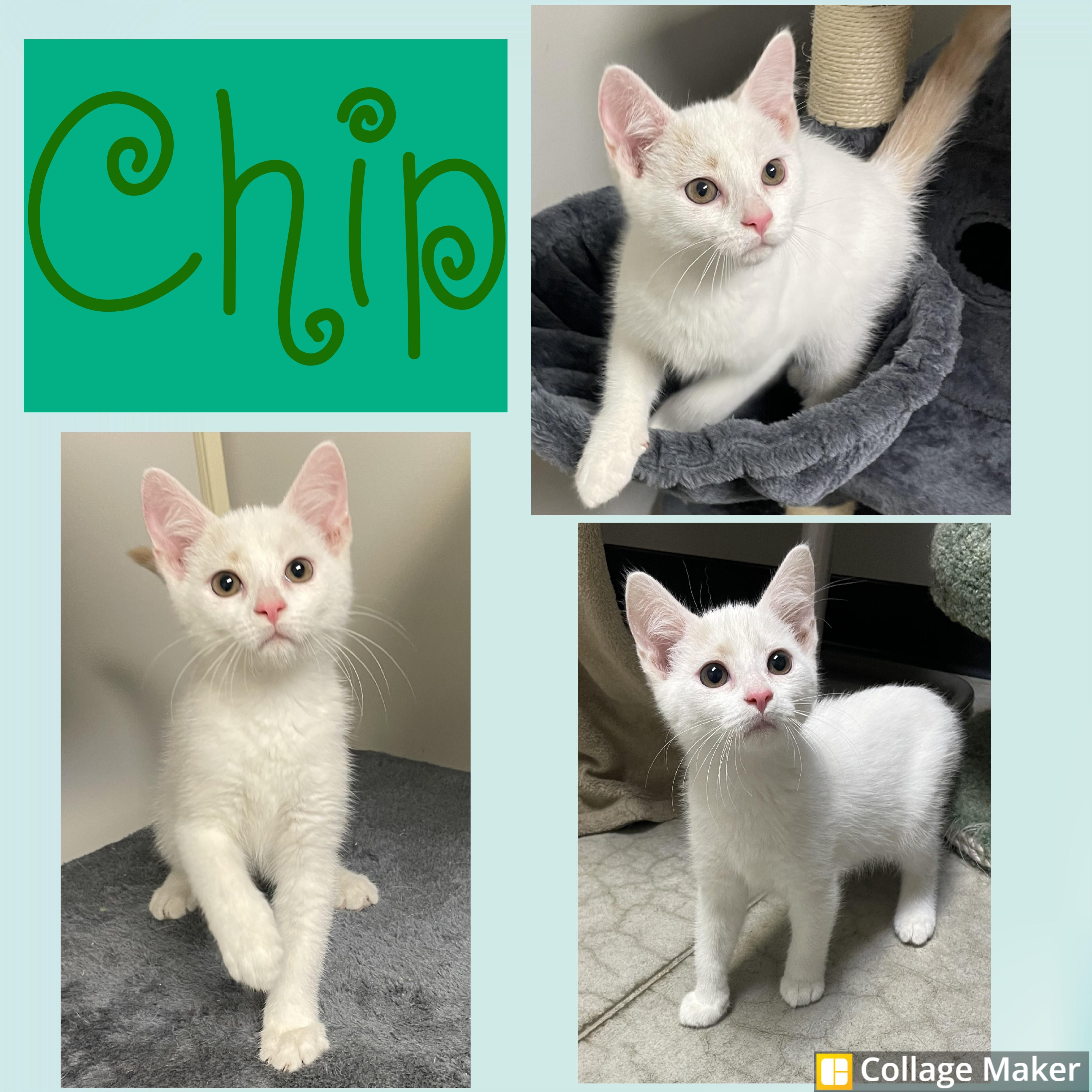 Chip