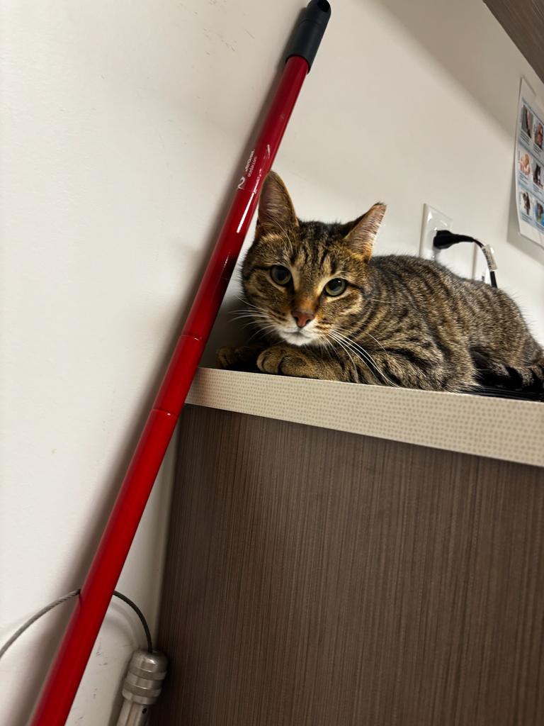 Jackie, Adoptable, Adult Female Domestic Short Hair.