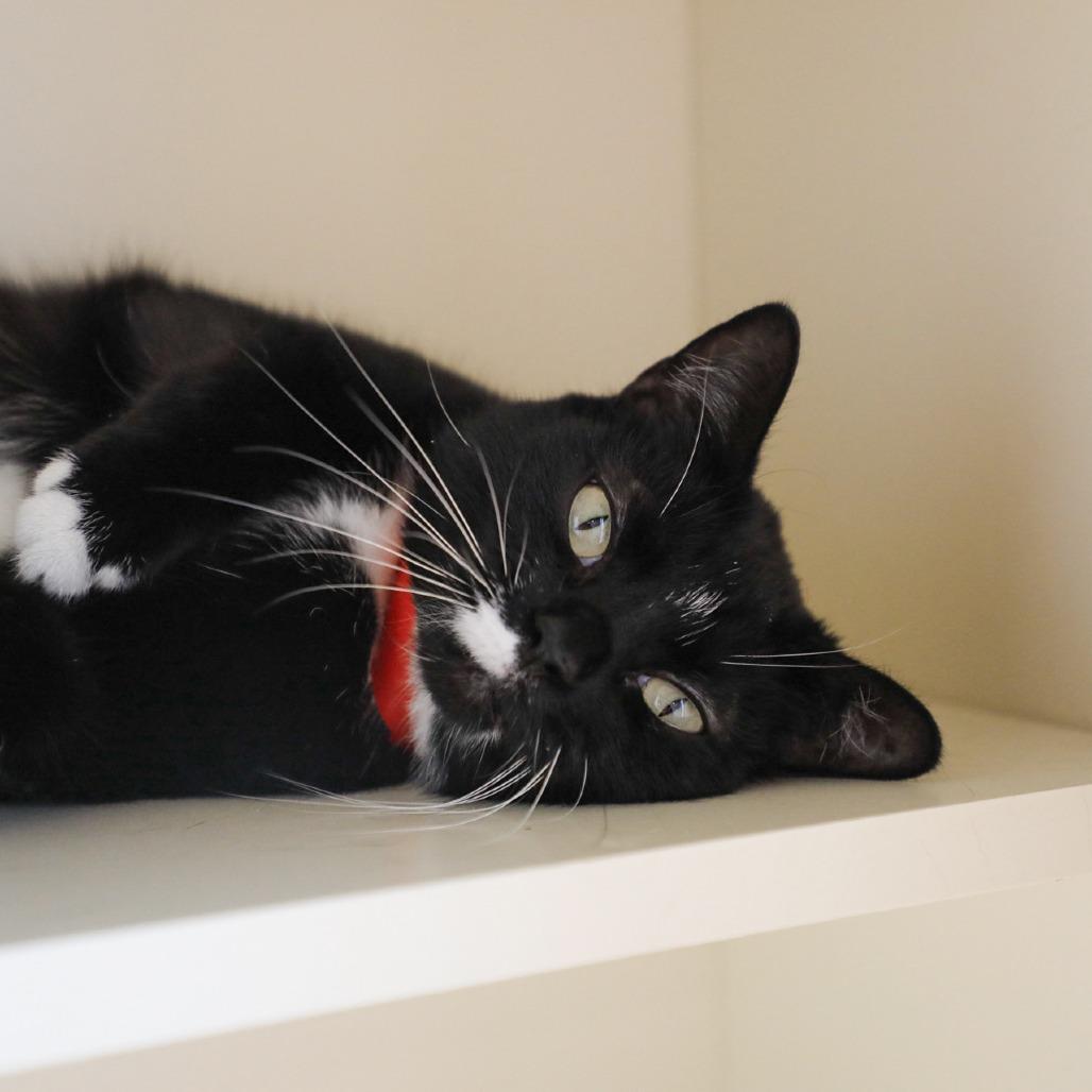 Maisie, Adoptable, Adult Female Domestic Short Hair & Domestic Short Hair.