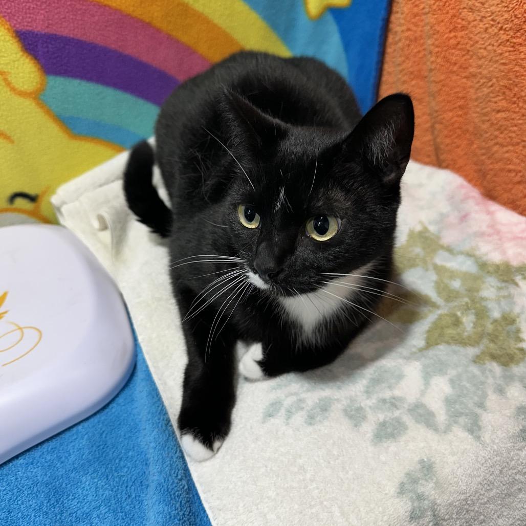 Enlarge Maisie, a Adoptable mixed breed in Tampa, FL image 2/5