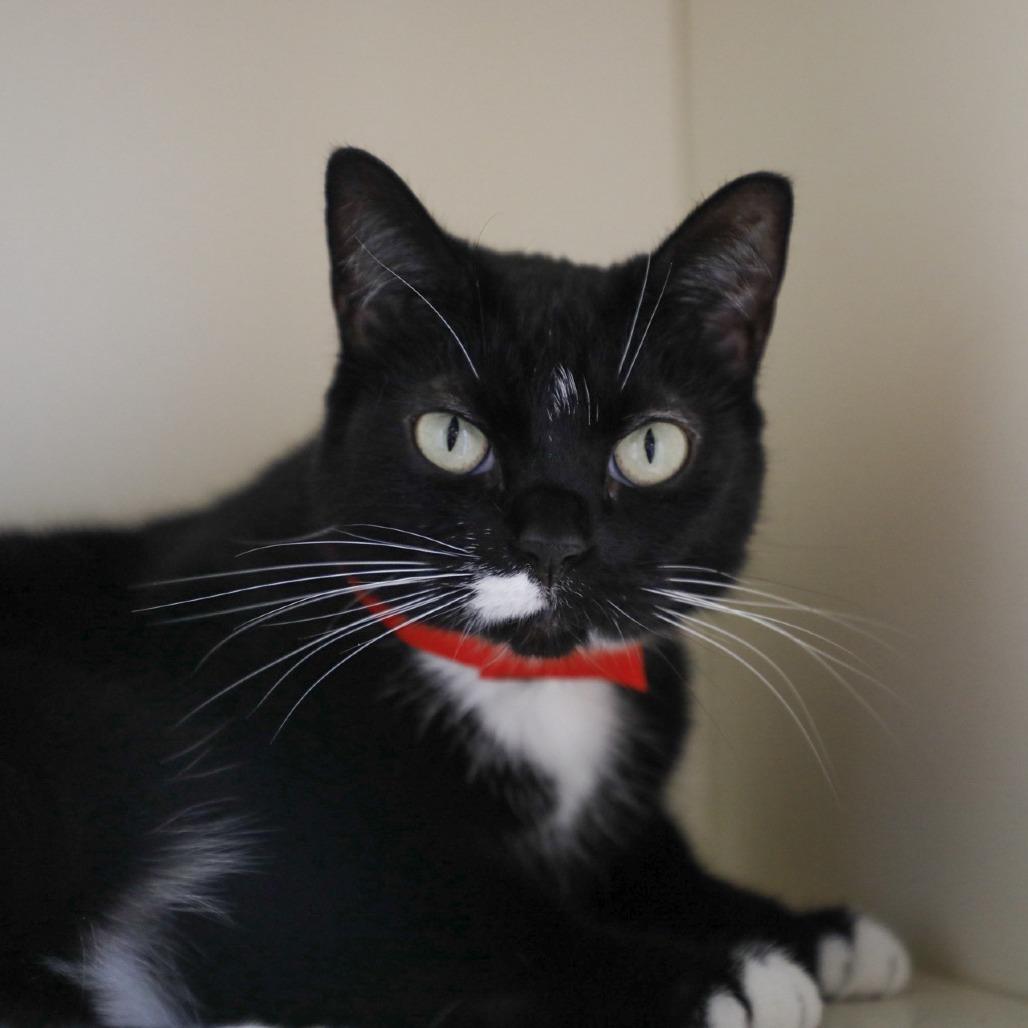 Enlarge Maisie, a Adoptable mixed breed in Tampa, FL image 3/5