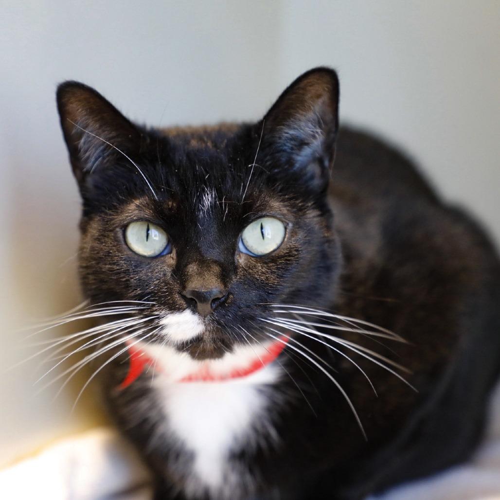 Enlarge Maisie, a Adoptable mixed breed in Tampa, FL image 4/5