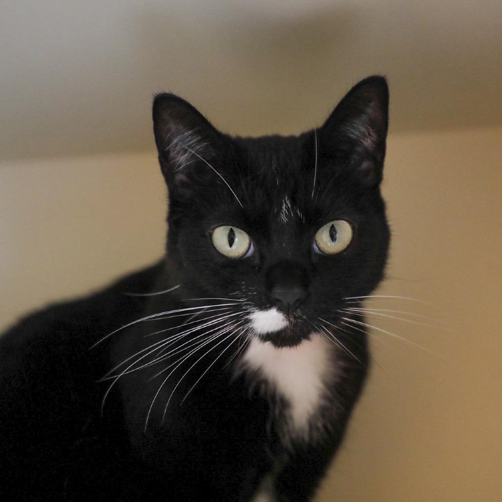 Enlarge Maisie, a Adoptable mixed breed in Tampa, FL image 5/5