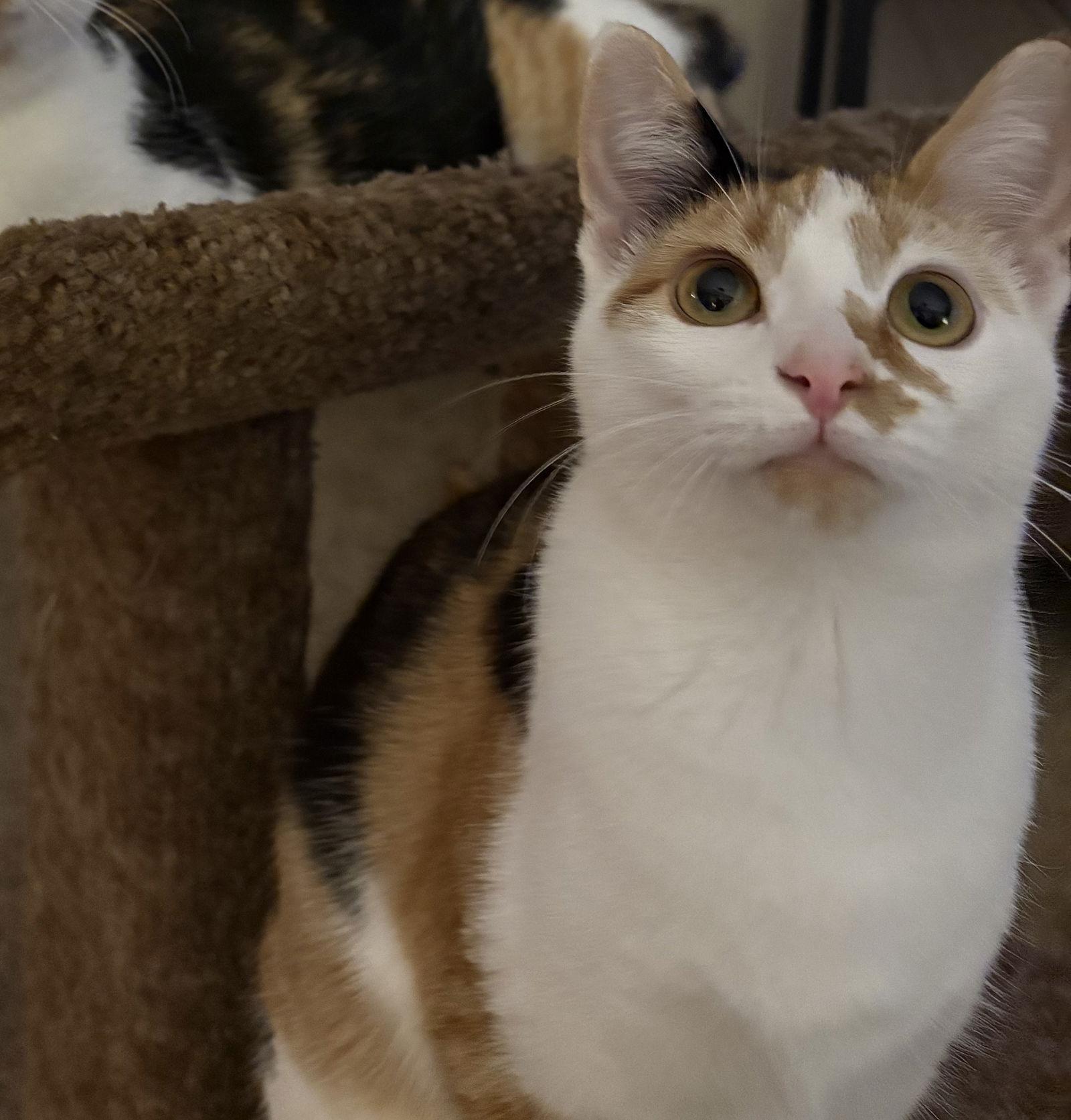 Enlarge Mabel, a Adoptable Domestic Short Hair in Brooklyn Center, MN image 2/3