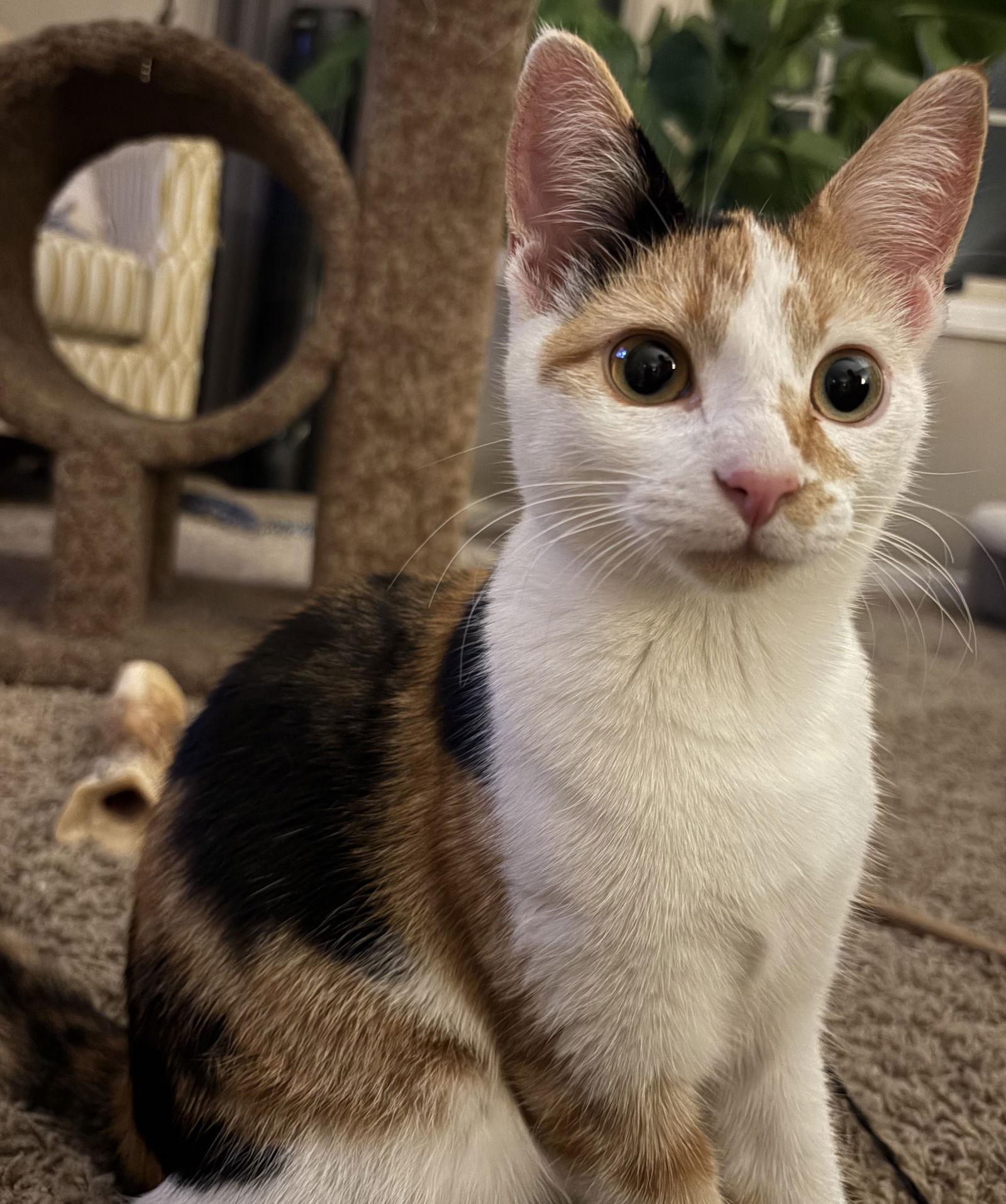 Enlarge Mabel, a Adoptable Domestic Short Hair in Brooklyn Center, MN image 3/3