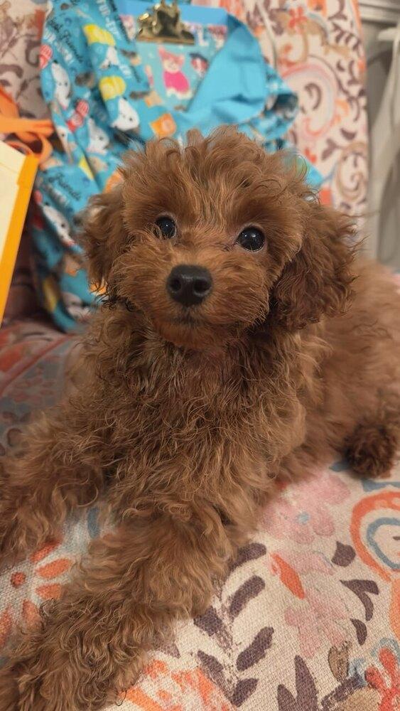 Enlarge Samson, a Adoptable Poodle in Milton, GA image 1/1