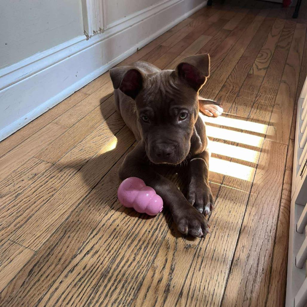 Enlarge Quincy, a Adoptable Pit Bull Terrier in Jarrettsville, MD image 2/5