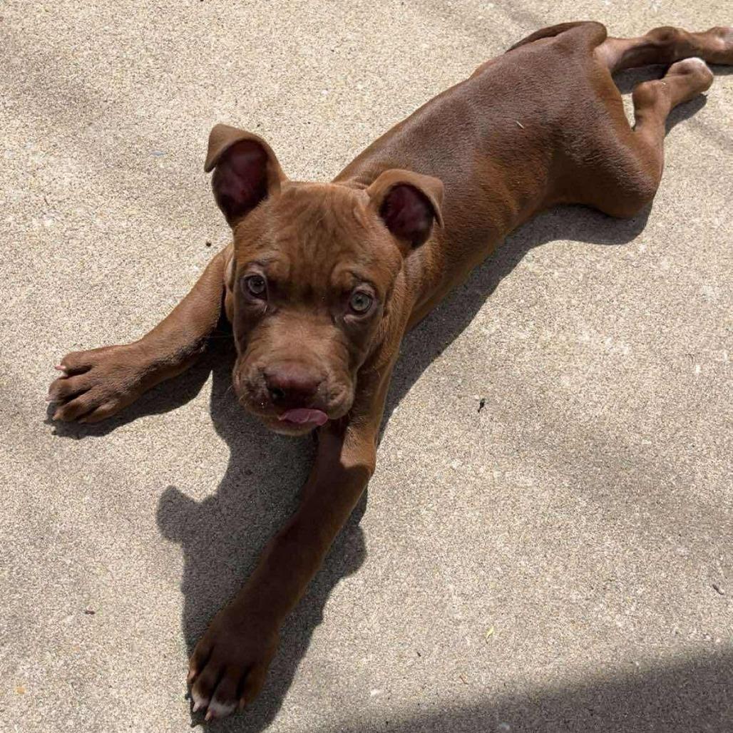Enlarge Quincy, a Adoptable Pit Bull Terrier in Jarrettsville, MD image 3/5