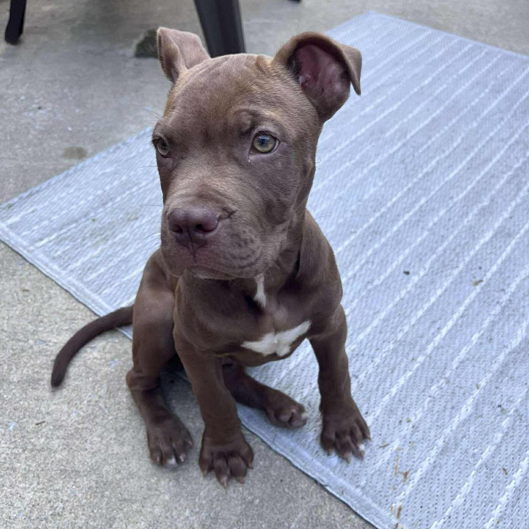 Enlarge Quincy, a Adoptable Pit Bull Terrier in Jarrettsville, MD image 4/5
