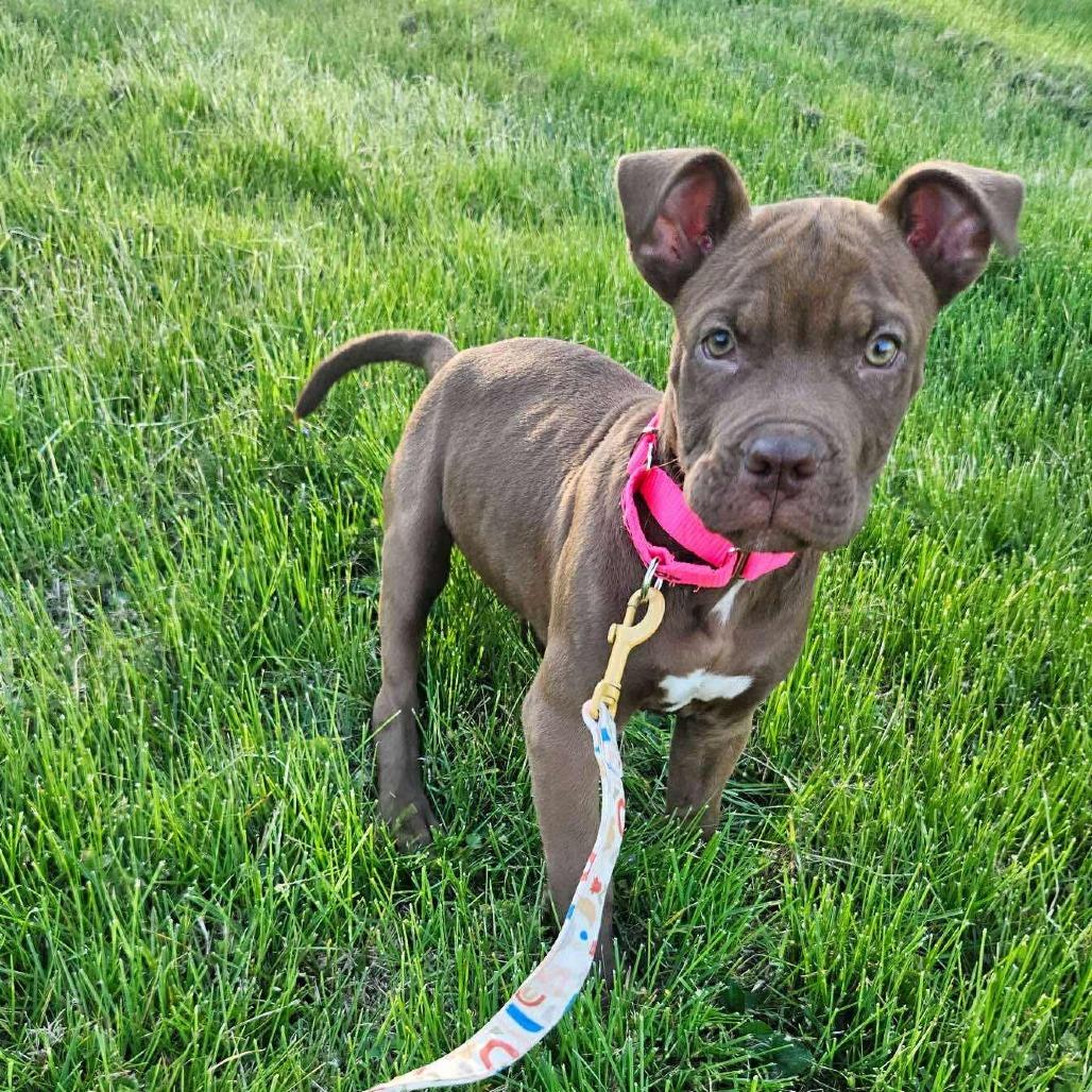 Enlarge Quincy, a Adoptable Pit Bull Terrier in Jarrettsville, MD image 5/5