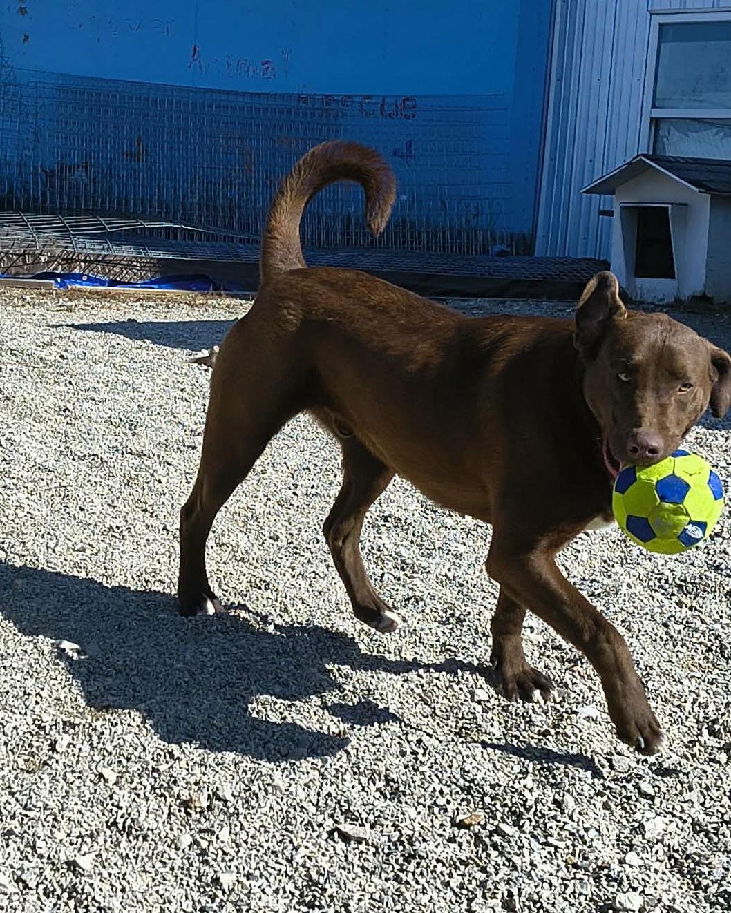 Stuart, Adoptable, Adult Male Chocolate Labrador Retriever.
