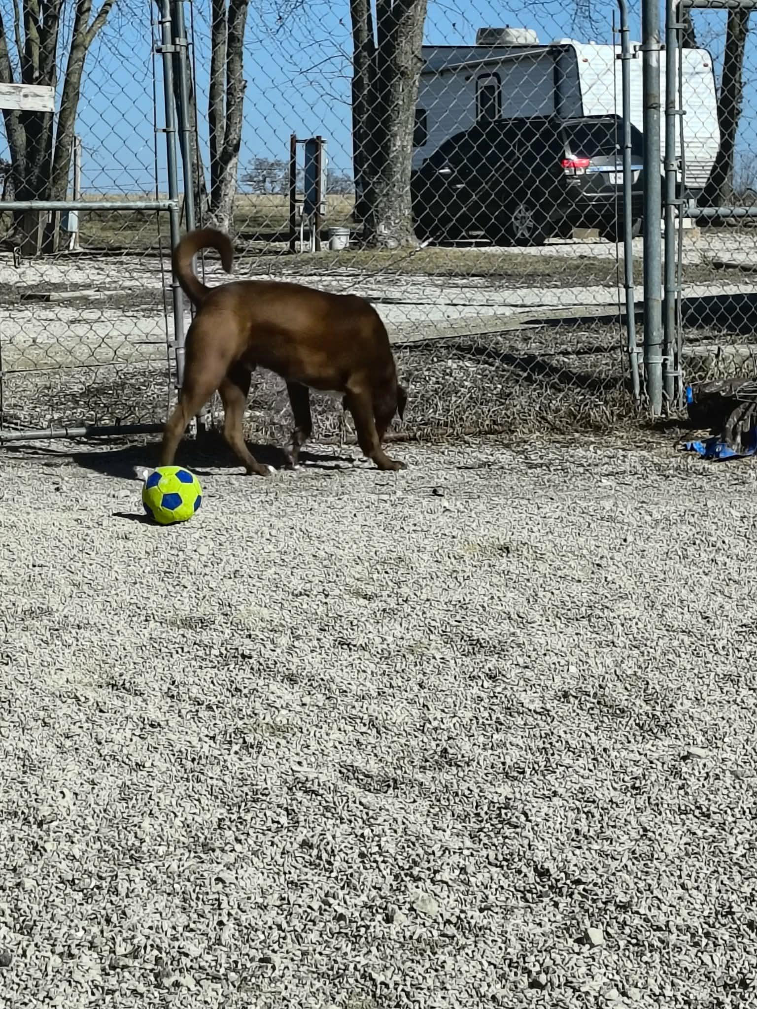Enlarge Stuart, a Adoptable Chocolate Labrador Retriever in Stover, MO image 2/3