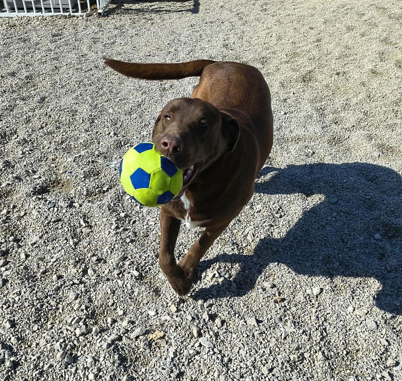 Enlarge Stuart, a Adoptable Chocolate Labrador Retriever in Stover, MO image 3/3
