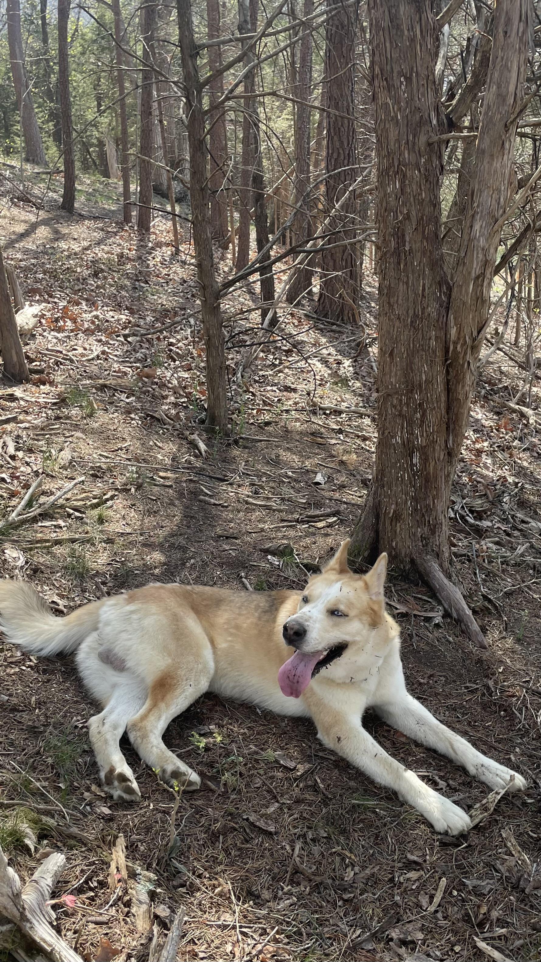 Buddy, a Adoptable Siberian Husky in Madison, VA image 2/6