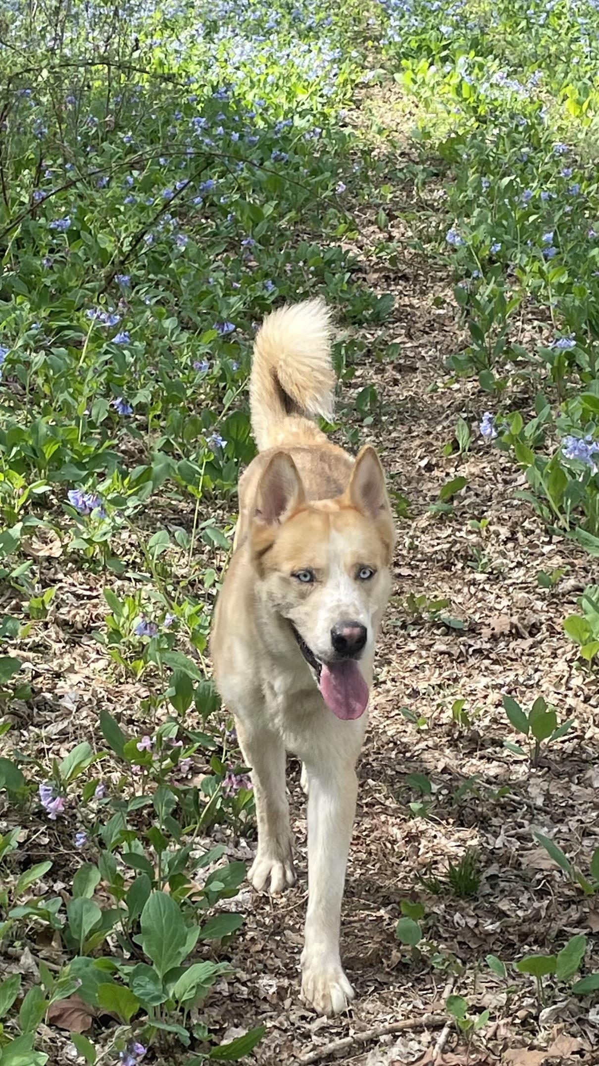 Buddy, a Adoptable Siberian Husky in Madison, VA image 3/6