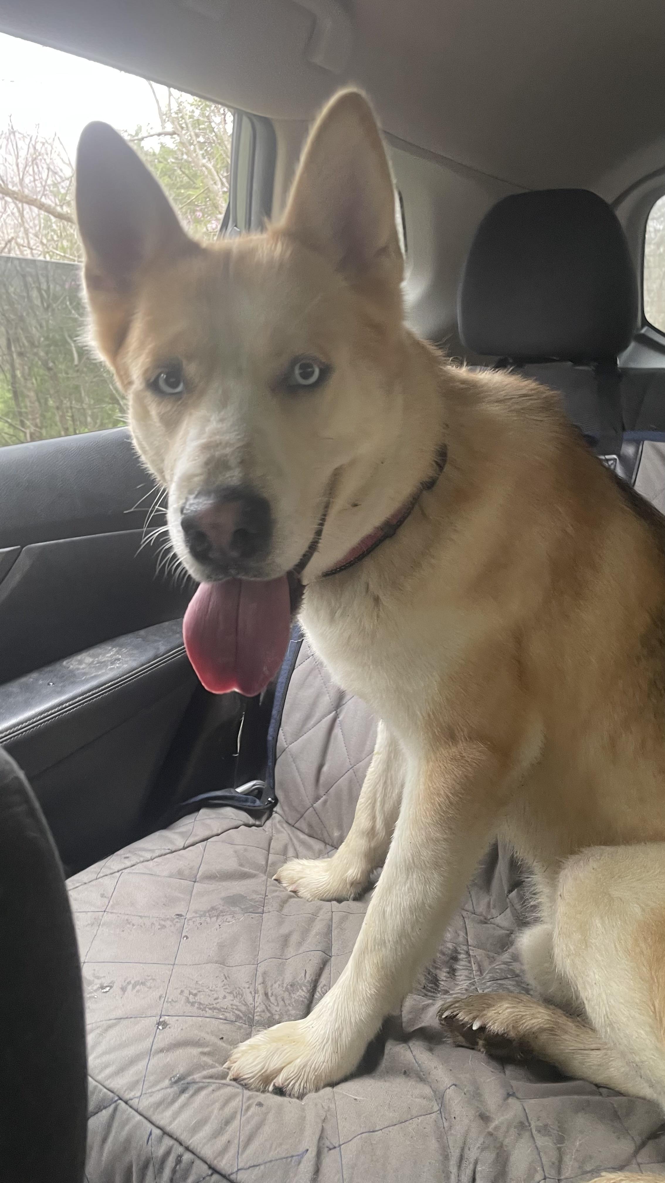 Buddy, a Adoptable Siberian Husky in Madison, VA image 5/6