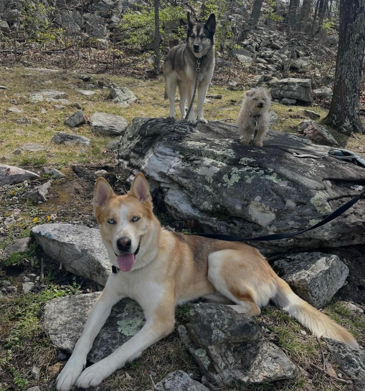 Buddy, Adoptable, Young Male Siberian Husky.